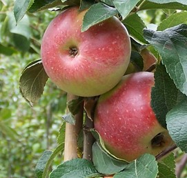 MALUS DOMESTICA ROSA